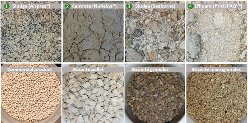 Antibiotic Residues in Struvite Fertilizers Precipitated by Different Processes in Municipal Wastewater Treatment Plants